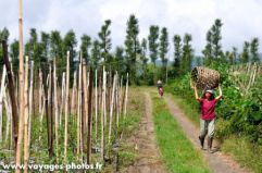 Panier indonésien à Gunung Batur