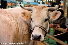 Vache laitiere