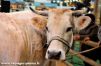 Vache laitiere