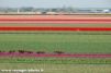 Champs de tulipes