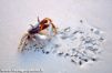 crabe