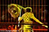 Le dompteur et le lion