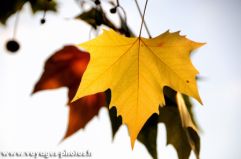 feuille d'Erable