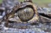 Oeil de Crocodile