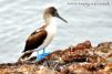 Oiseaux des iles Galapagos