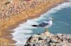 Mouette au portugal