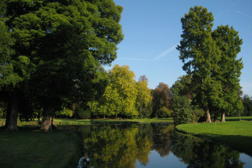 Foret chantilly