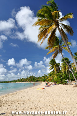 plage de cocotier