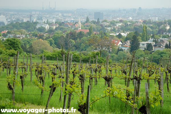 Vigne à Vienne, fév. 2012
