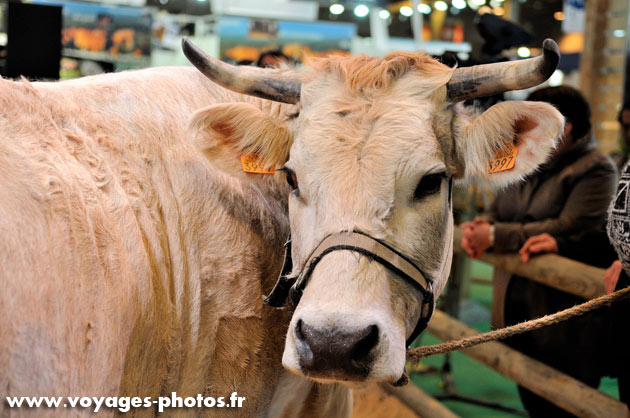 Vache laitiere