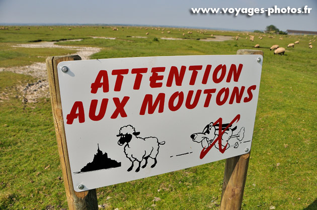 Attention mouton