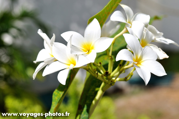 Fleur de frangipanier