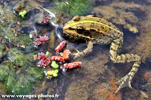 Grenouille