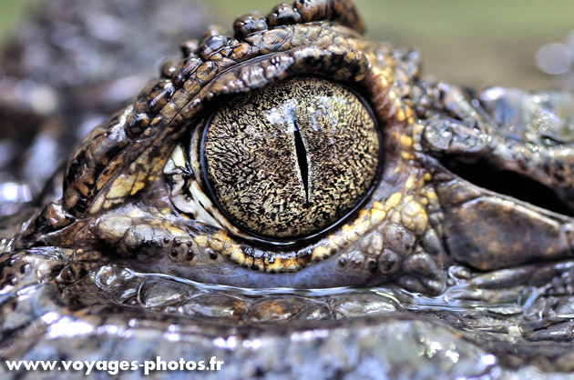 Oeil de Crocodile