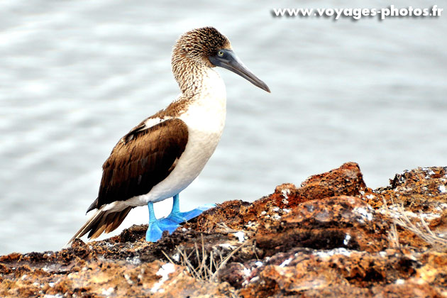 Oiseaux des iles Galapagos
