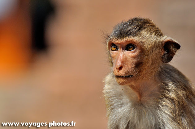 singe souriant