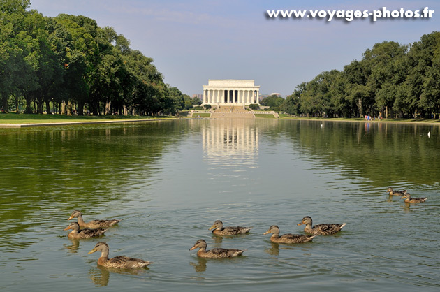 Canards à Washington