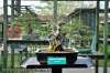 bonsai09.jpg