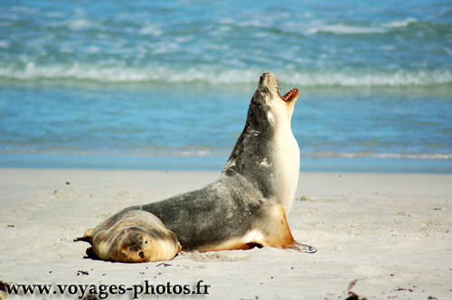 lions de mer Australie 