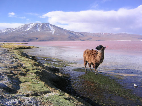 janus - bolivie-sud