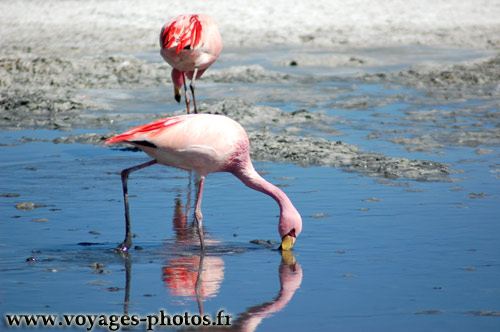 Flamants roses - Phoenicopterus ruber