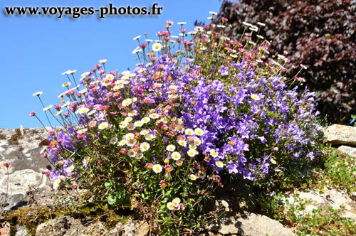 Fleurs - ile de Brhat