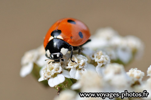Coccinelle