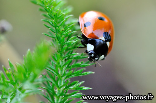 Coccinelle sur une herbe