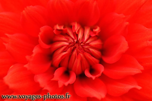 Dahlia rouge