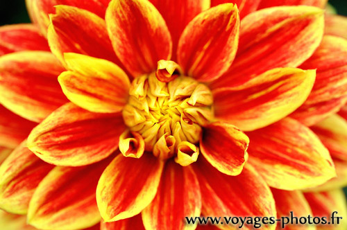 Dahlia jaune et orange