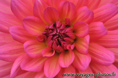 Dahlia rose