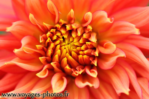 Dahlia orange