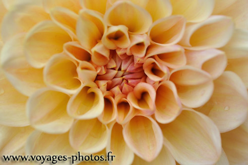 Dahlia crue