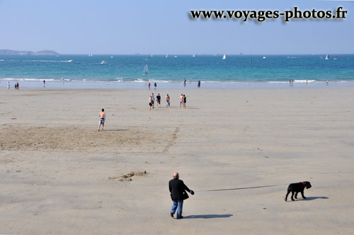 labrador sur la plage