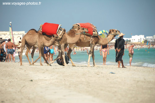 Dromadaires - djerba