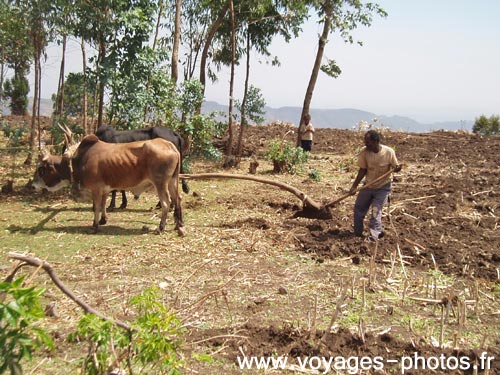 agriculture en Ethiopie
