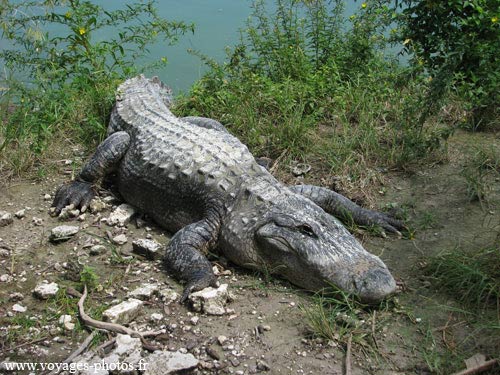 Evergales - Crocodile