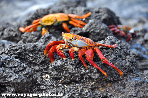 Crabe des Galapagos
