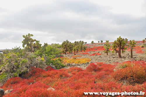 Paysage des iles galapagos