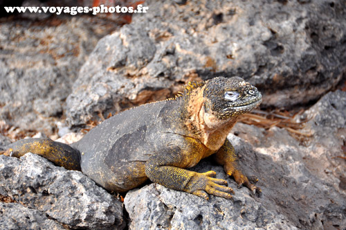 Iguane des Galapagos