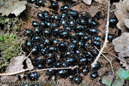 Geotrupes stercorarius sur une bouse