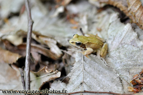 grenouille rousse