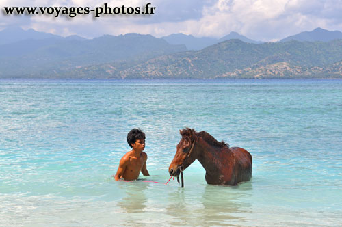 Cavalier et cheval dans la mer