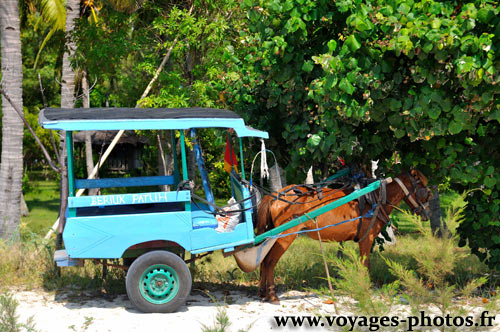 Cidomo - Voiture  Cheval