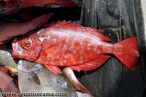 Poisson cardinal - Ile de la Runion