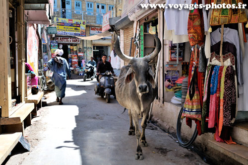 Vache indienne sacre