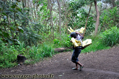 Porteur de souffre dans la jungle