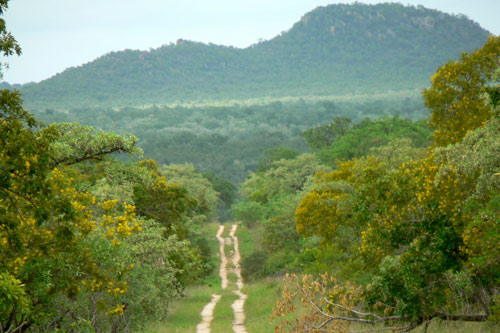 Piste de Kruger Park