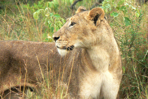 Lionne à Kruger Park