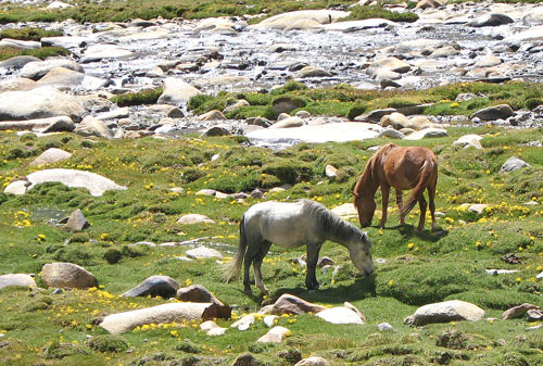 chevaux - ladakh